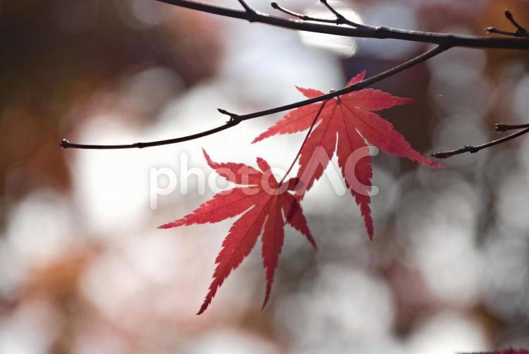 枯れ枝のもみじ もみじ,紅葉,秋の写真素材