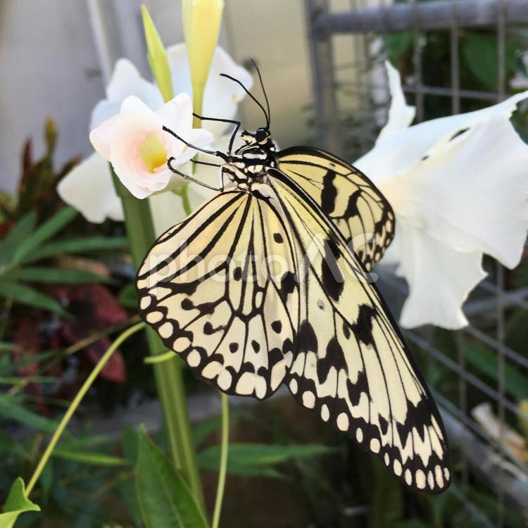 オオゴマダラと石垣の花 蝶,昆虫,オオゴマダラの写真素材
