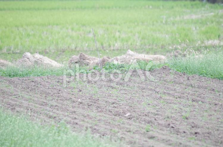 刈り入れた後の田んぼの風景 田んぼ,刈り入れ,グリーンの写真素材