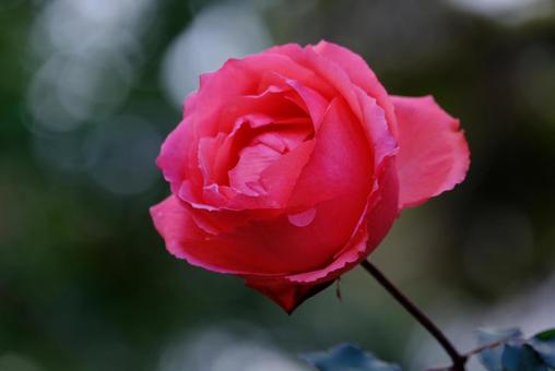 Photo, rose, flower, pink, 