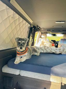 車でくつろぐワンコ 犬,わんこ,犬科の写真素材