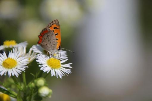 Cobia butterfly 4 sucking nectar from a flower, bennisimi, butterfly, small butterfly, JPG
