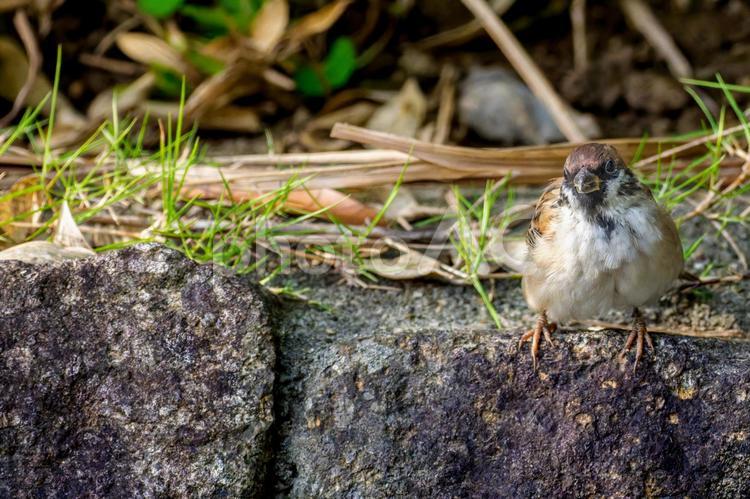 石垣のスズメ・コピースペース スズメ,雀,鳥の写真素材