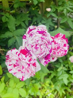 rose, JPG rose, JPG