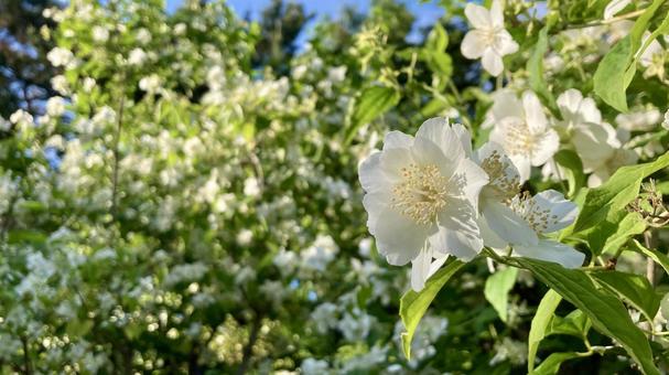 朝日を浴びる満開の梅花空木 梅花空木,バイカウツギ,花の写真素材