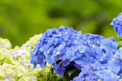 Hydrangea with bees, JPG Hydrangea with bees, JPG