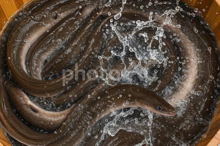 木桶の中のうなぎアップ うなぎ,鰻,魚の写真素材
