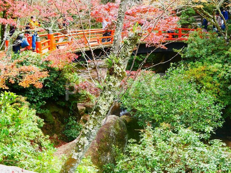 安芸の宮島 屋外,風景,葉っぱの写真素材