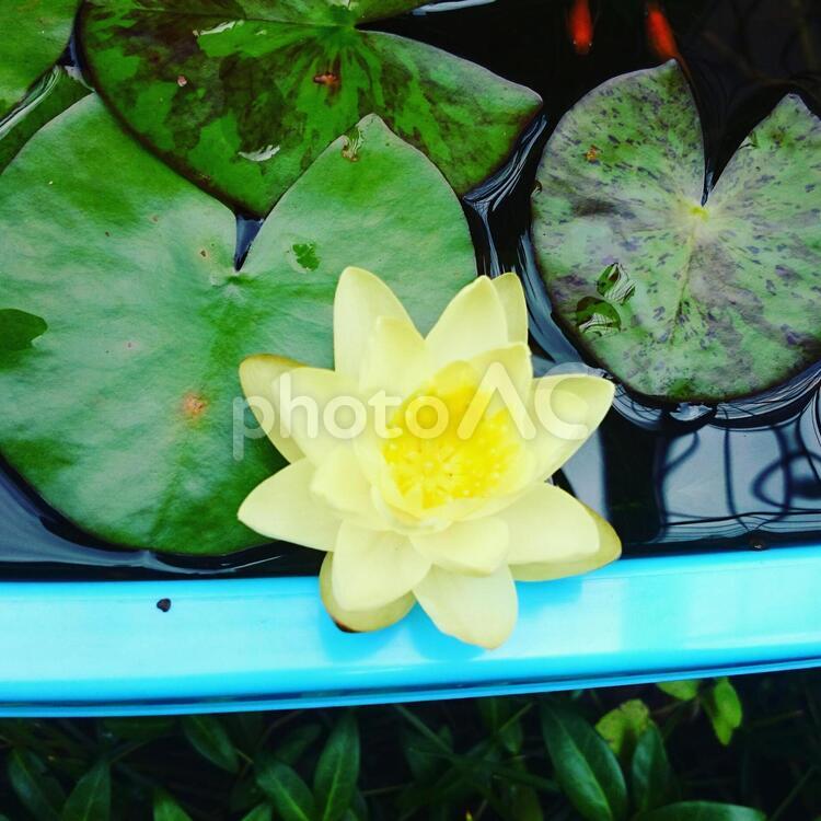 睡蓮の花とメダカ 蓮,花,自然の写真素材