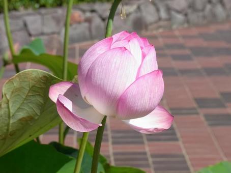 公園の鉢植えで開花しそうなハスの花 公園の鉢植えで開花しそうなハスの花の写真