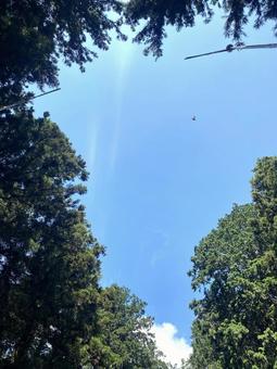 下から見た青空 下から見た青空の写真