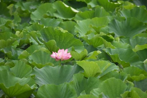 小暑過ぎの町田市野津田町のハス田の大賀蓮 小暑過ぎの町田市野津田町のハス田の大賀蓮の写真