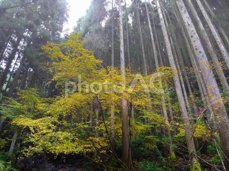 針葉樹の森で 秋,紅葉,黃葉の写真素材