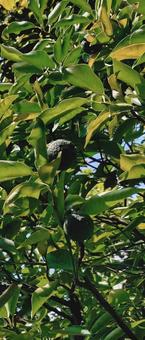 Photo, green, leaf, natural, 