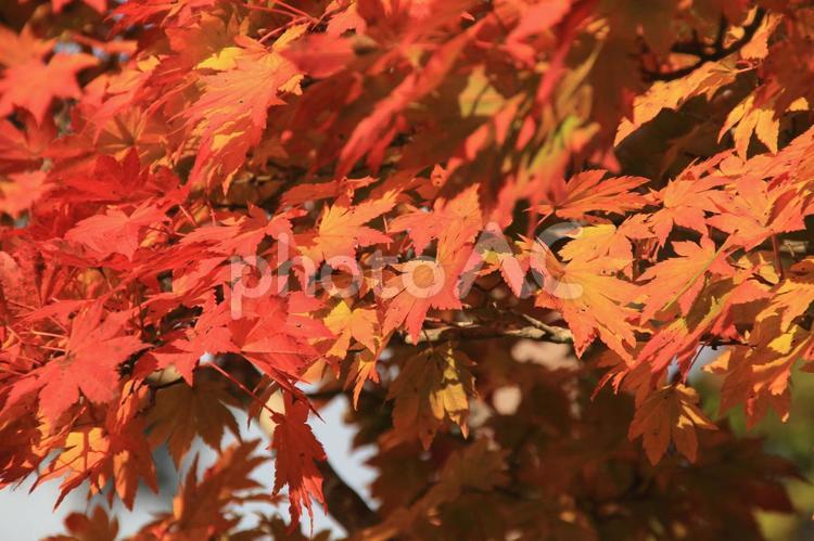 紅葉 紅葉,もみじ,モミジの写真素材