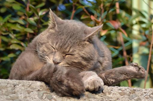 Photo, stray cat, cat, relax, 