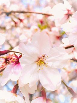 桜のアップ 桜のアップ 桜,春,植物の写真素材