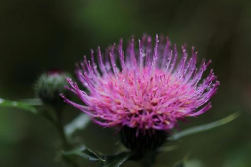 Thistle-2, JPG Thistle-2, JPG