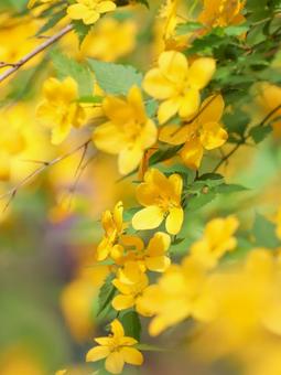 ヤマブキ ヤマブキの写真