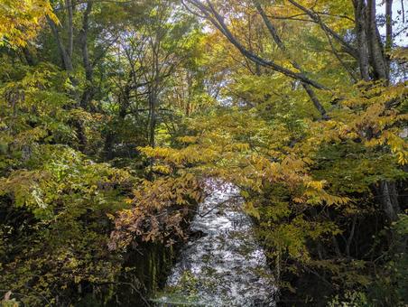 秋　紅葉　autumn leaves autumn,leaves,japanの写真素材