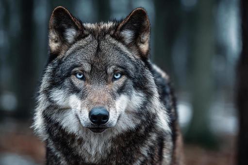 青い瞳が印象的なオオカミのクローズアップ 青い瞳が印象的なオオカミのクローズアップの写真