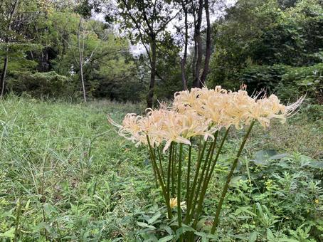 彼岸花 ヒガンバナ,ひがんばな,白い彼岸花の写真素材