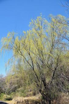 風に揺れる芽吹いた柳と青空 風に揺れる芽吹いた柳と青空 柳,樹木,芽吹くの写真素材