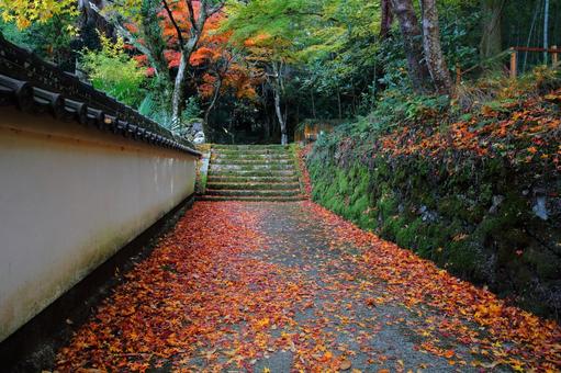 散りもみじの寺院参道 紅葉,散りもみじ,荘厳寺の写真素材