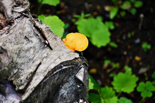ヒイロタケ ヒイロタケ ヒイロタケ,緋色茸,キノコの写真素材