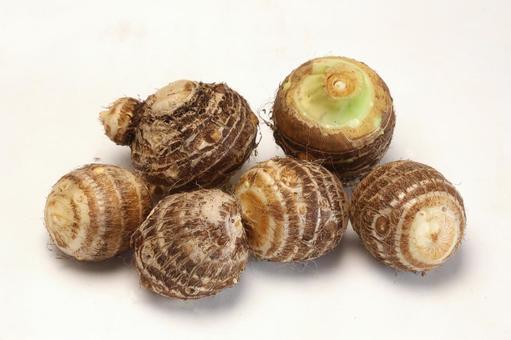 里芋収穫の写真