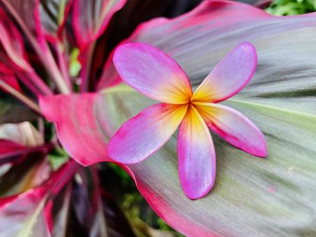Plumeria and colored leaves, JPG Plumeria and colored leaves, JPG