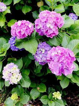 紫陽花 紫陽花 紫陽花,花,花びらの写真素材