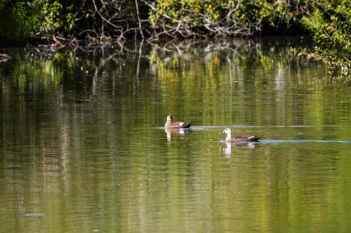 カルガモ(105) カルガモ(105) 鳥,カルガモ,野鳥の写真素材