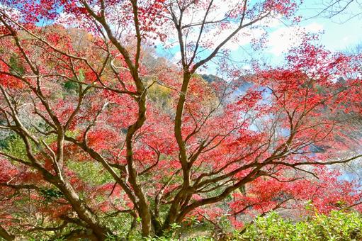  大滝渓谷の紅葉風景 山,王滝渓谷,紅葉の写真素材