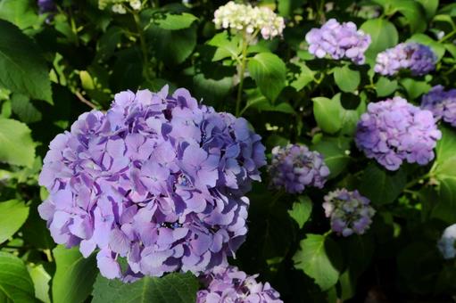 満開の紫陽花 満開の紫陽花の写真