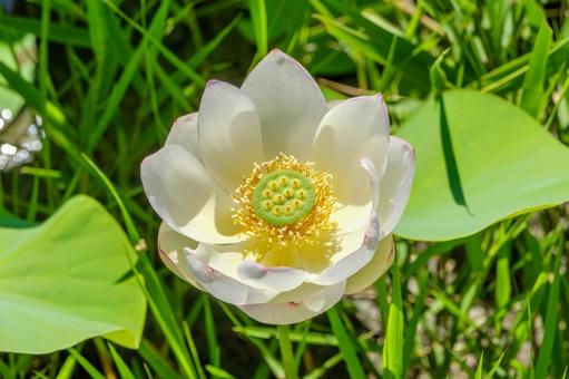 緑に映える白い蓮の花 緑に映える白い蓮の花の写真
