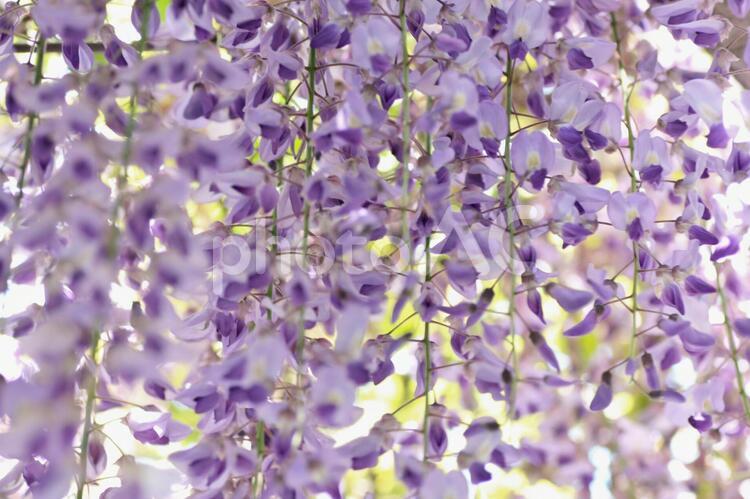 フジの花のクローズアップ 藤棚,ふじ棚,フジの写真素材