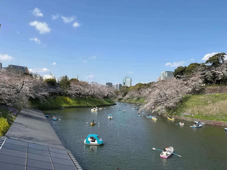 青空の下で桜の咲くお堀 桜,ボート,お堀の写真素材