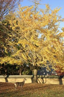 紅葉-イチョウの木-鹿-庭園-奈良公園 紅葉-イチョウの木-鹿-庭園-奈良公園 奈良公園,鹿,紅葉の写真素材