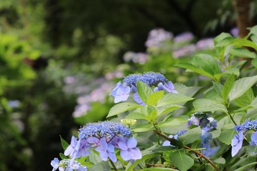 紫陽花 紫陽花の写真