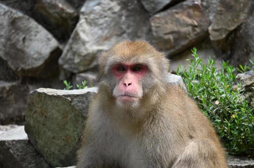 ニホンザル ニホンザルの写真
