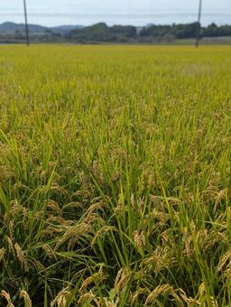 秋の実り 稲,稲穂,お米の写真素材