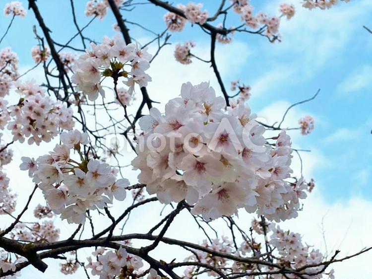 桜の風景6 桜,桜の花,満開の写真素材