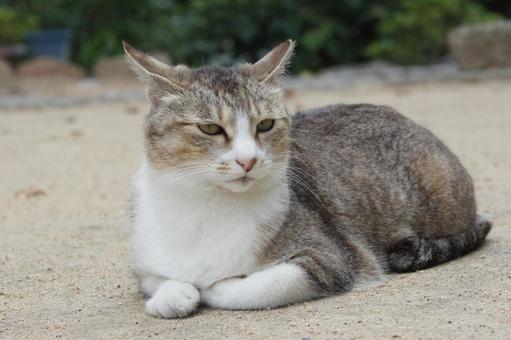 ねこ ねこ のらねこ,にゃんこ,可愛いの写真素材