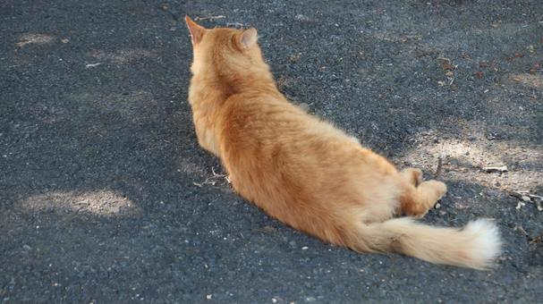 茶トラのノラ猫 茶トラのノラ猫の写真
