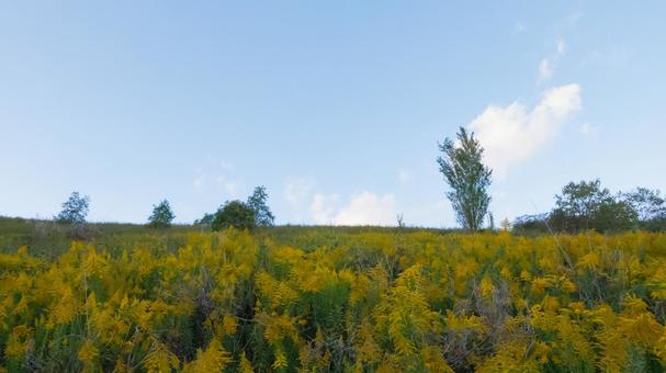 黄金に染まる花畑の風景 黄金に染まる花畑の風景 花畑,黄色,花の写真素材