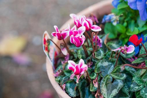 可憐なシクラメンの花 可憐なシクラメンの花の写真