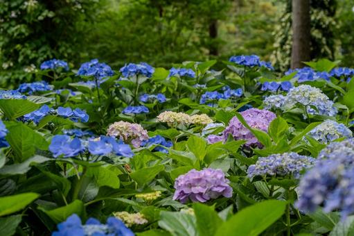 指扇アジサイまつり2025年 指扇アジサイまつり2025年 アジサイ,紫陽花,花の写真素材