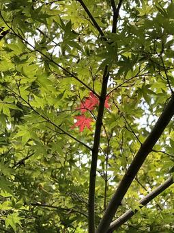 紅葉 紅葉 木,自然,紅葉の写真素材