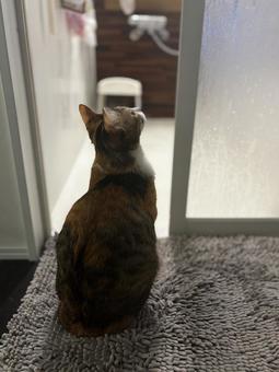 お風呂待ち三毛猫 ミケ,三毛猫,お風呂待ちの写真素材